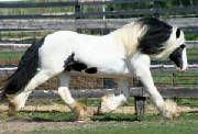 groovytrot