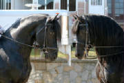 hesselandzorro0407.jpg