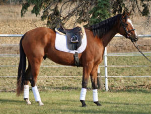 marsstandingprofilesideb110912.jpg
