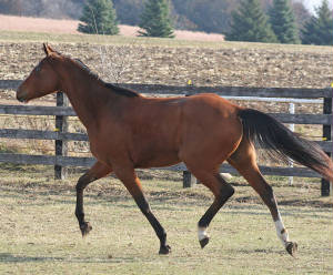 marstrotprofilec110912.jpg