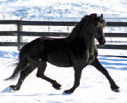 onyxtrotprofile122809.jpg