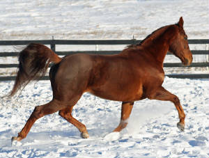 remysidebtrot121509.jpg