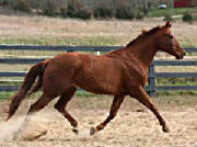 remytrot.jpg