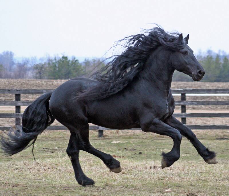 gaeremgallop0408.jpg